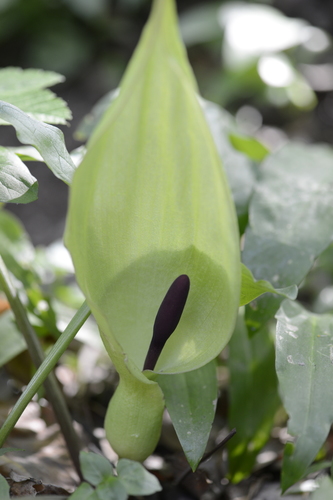 Arum maculatum