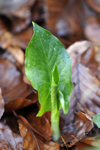 Arum maculatum