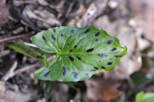 Arum maculatum