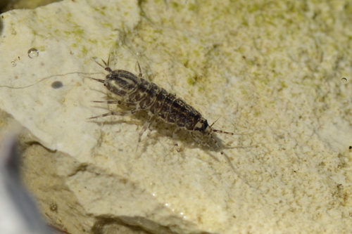 Asellus aquaticus