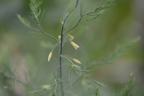 Asparagus officinalis