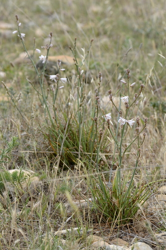 Asphodelus fistulosus