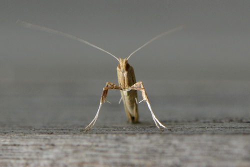 Aspilapteryx tringipennella
