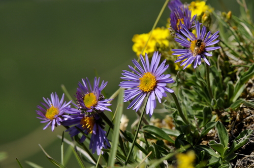 Aster alpinus