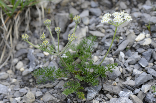 Athamanta cretensis