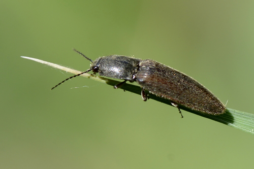 Athous haemorrhoidalis