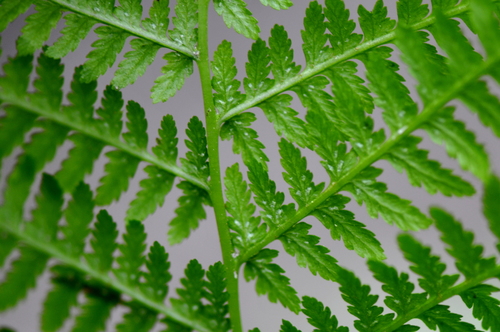 Athyrium filix-femina