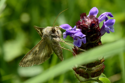 Autographa gamma
