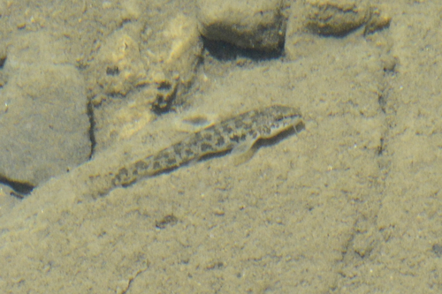 Barbatula barbatula