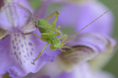 Barbitistes serricauda