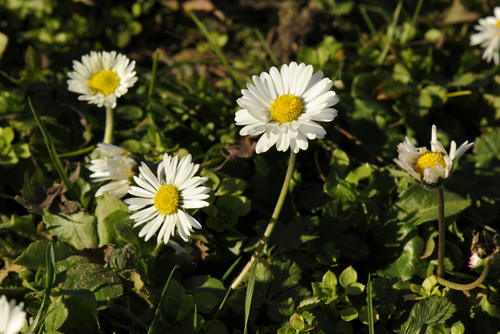 Bellis perennis