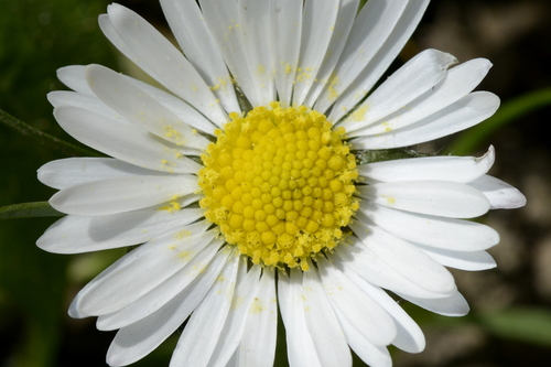 Bellis perennis