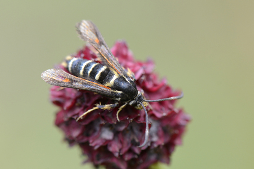 Bembecia ichneumoniformis