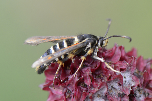Bembecia ichneumoniformis