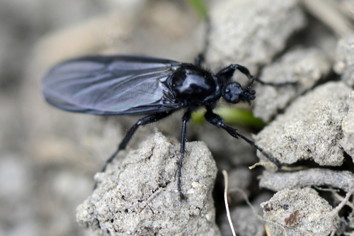 Bibio marci