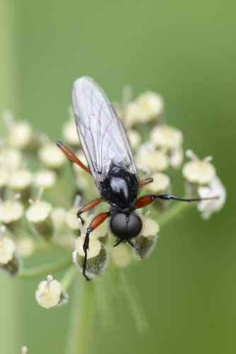 Bibio pomonae