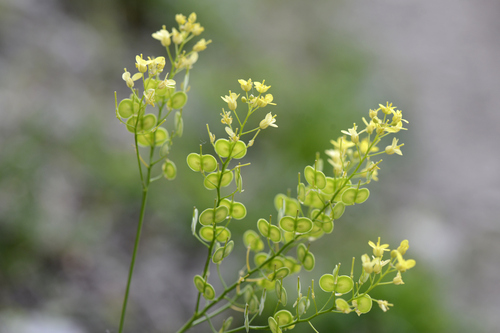 Biscutella laevigata