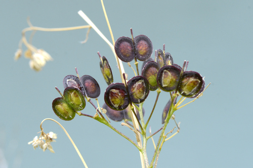 Biscutella laevigata