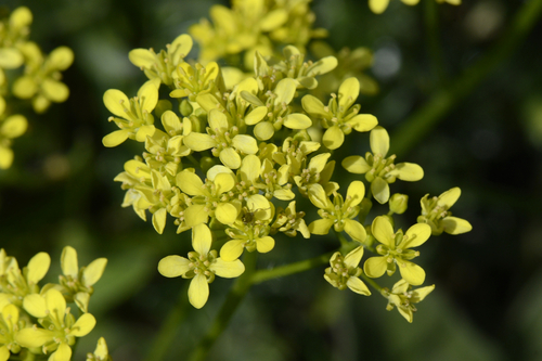Biscutella laevigata