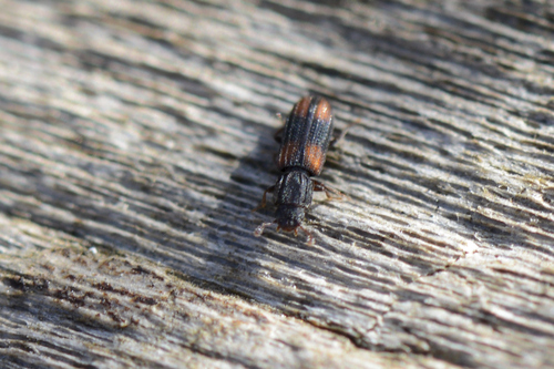 Bitoma crenata