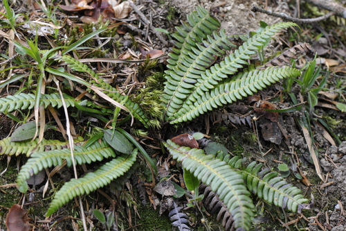 Blechnum spicant