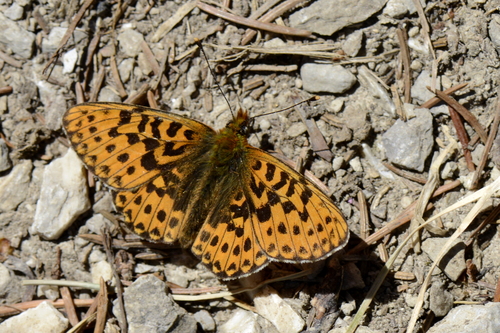 Boloria euphrosyne