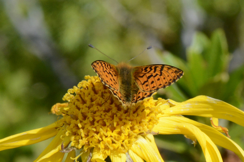 Boloria pales