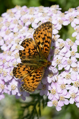 Boloria titania