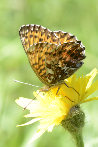 Boloria titania