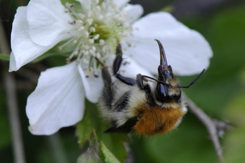 Bombus