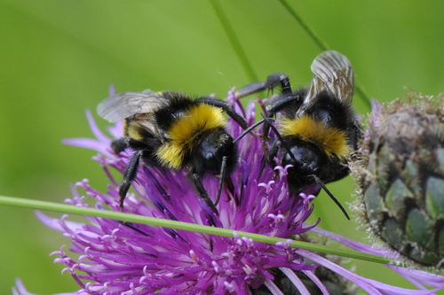 Bombus terrestris