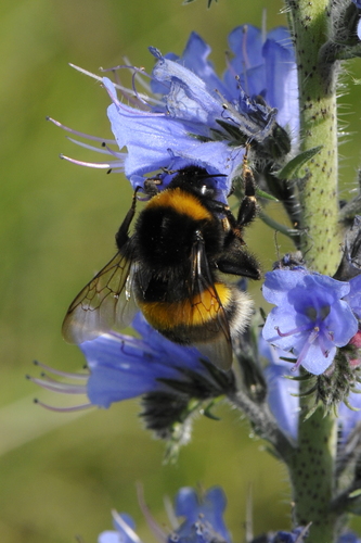 Bombus terrestris