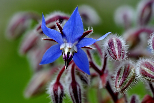 Borago officinalis