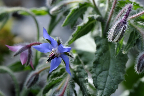 Borago officinalis