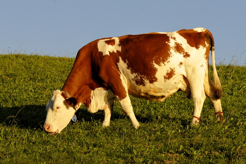 Bos taurus