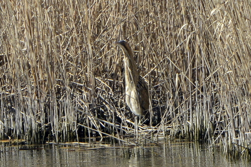 Botaurus stellaris Botaurus stellaris