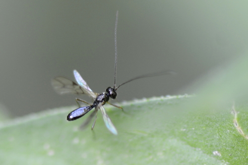 Braconidae