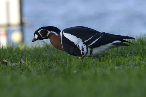 Branta ruficollis