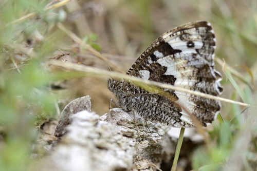 Brintesia circe