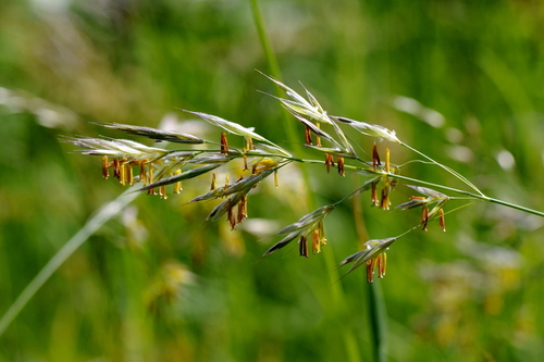 Bromus erectus