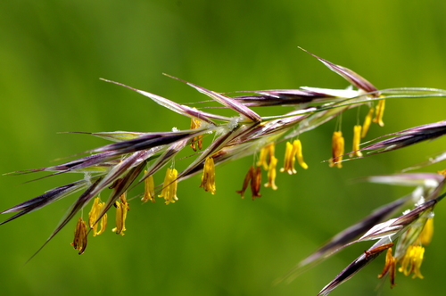Bromus erectus