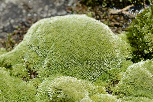 Bryum argenteum