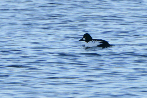 Bucephala clangula