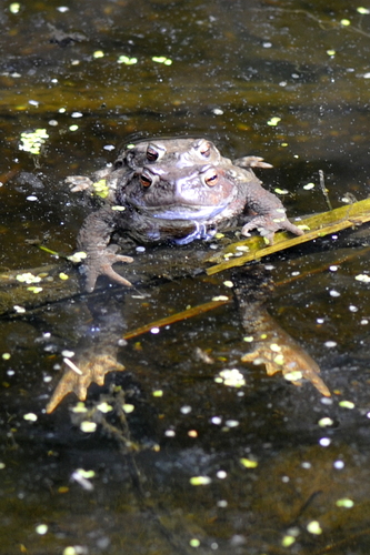 Bufo bufo