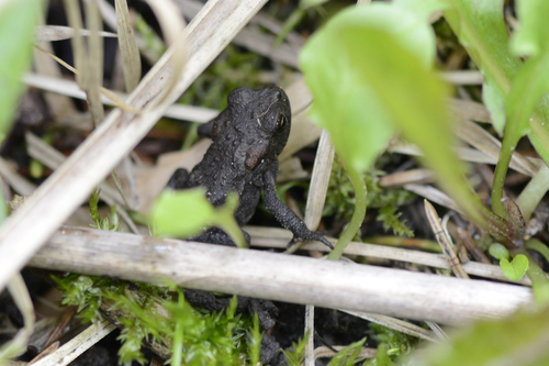 Bufo bufo