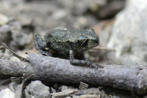 Bufo bufo
