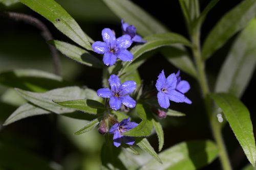 Buglossoides purpurcaerulea