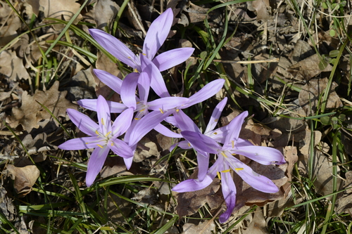 Bulbocodium vernum