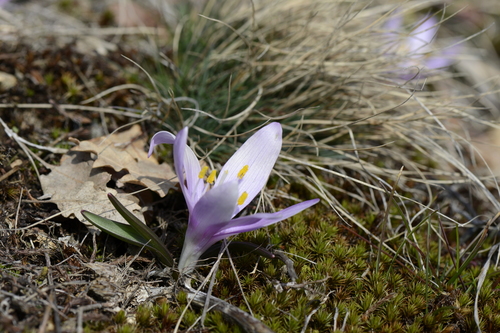 Bulbocodium vernum
