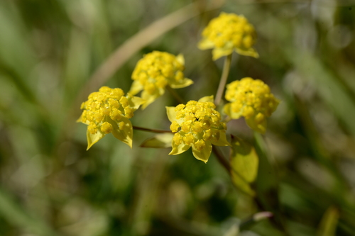 Bupleurum ranunculoides